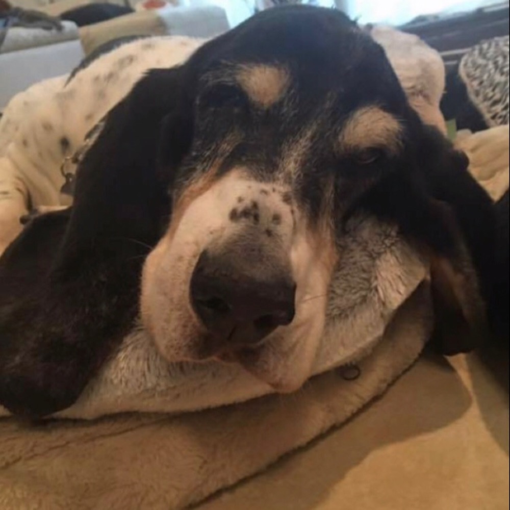 Meet your Posher, Sage